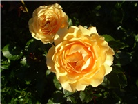 6242bd8a-Picture 5967.jpg